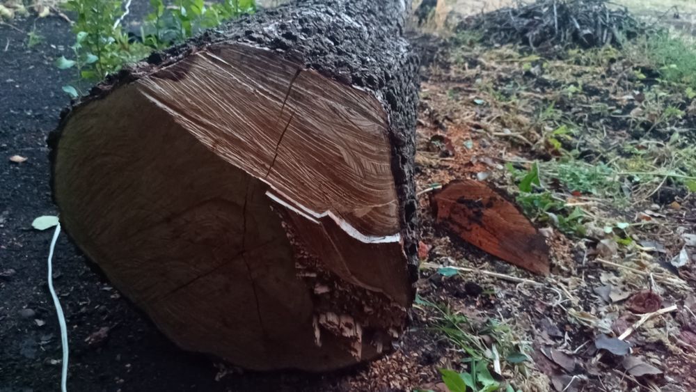 Продам стовбур груша