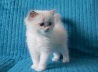 Piękne kocięta Ragdoll Blue Mitted i Blue Bicolor Rodowód