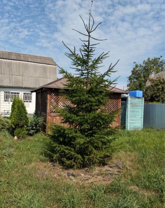 Продаж дачі с. Чериліївка