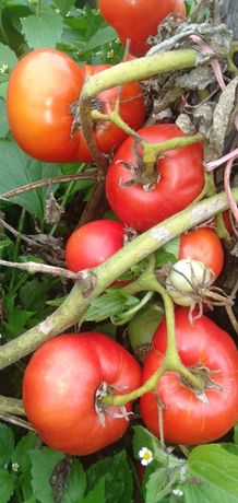 Pomidory ekologiczne