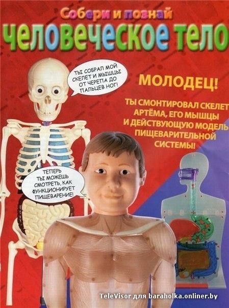 Тело человека макет тела кости мышцы Артемка Деагостини Deagostini