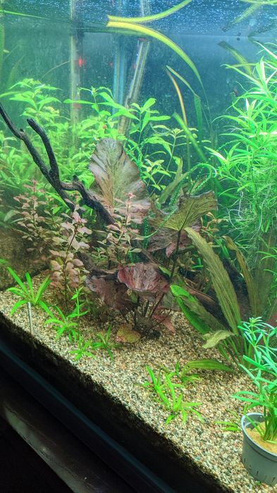 Kit de fertilização para aquários plantados