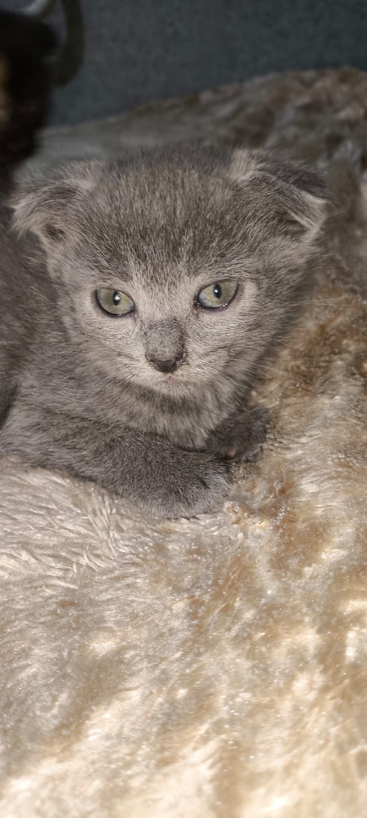 Котята. Метисы шотландцев