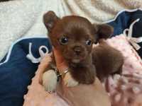 Maleńki cudny piesek Chihuahua długowłosy czekoladowy.Matka FCI