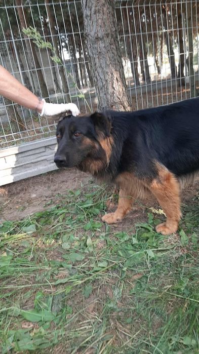 Suczka owczarka niemieckiego oddam w dobre ręce