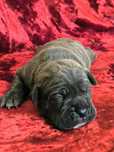 Cane Corso Hodowla San Diego DW