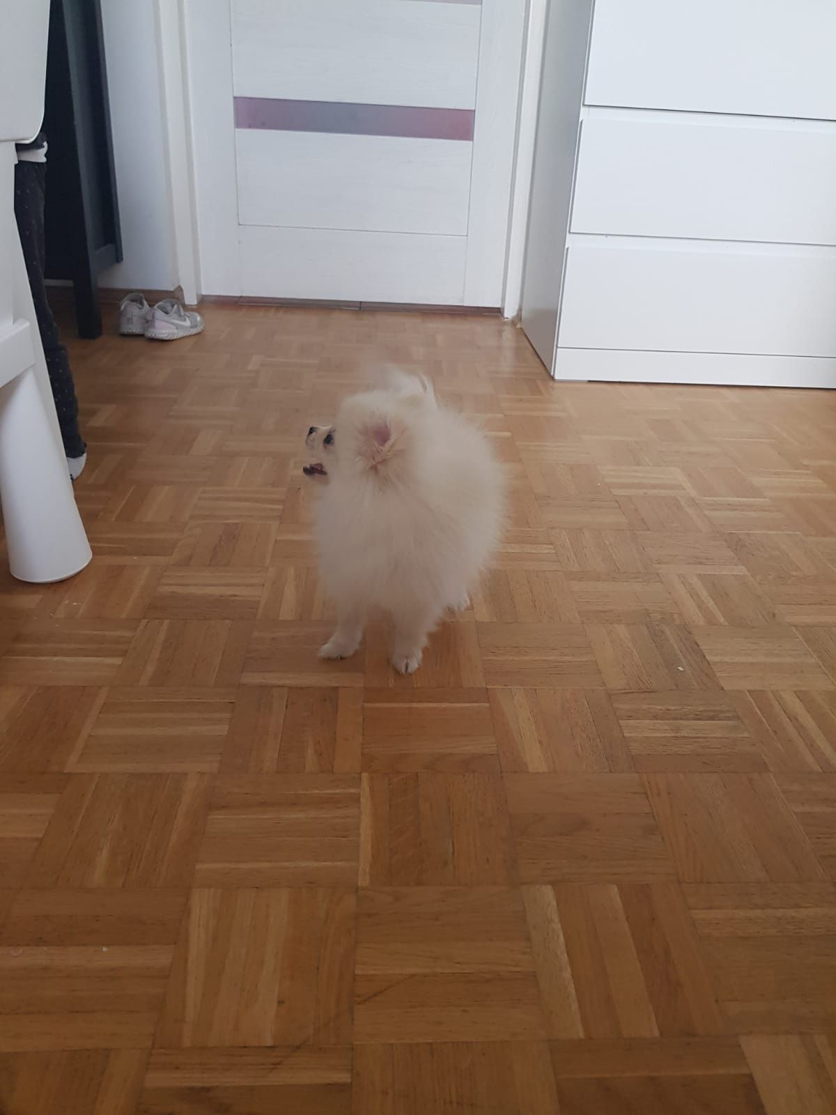 Szpic Miniaturowy Pomeranian Piesek