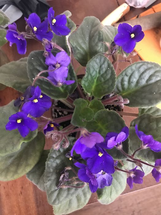 Продам фиалки цветущие