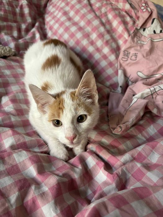 Kocur wiek około 4 msc