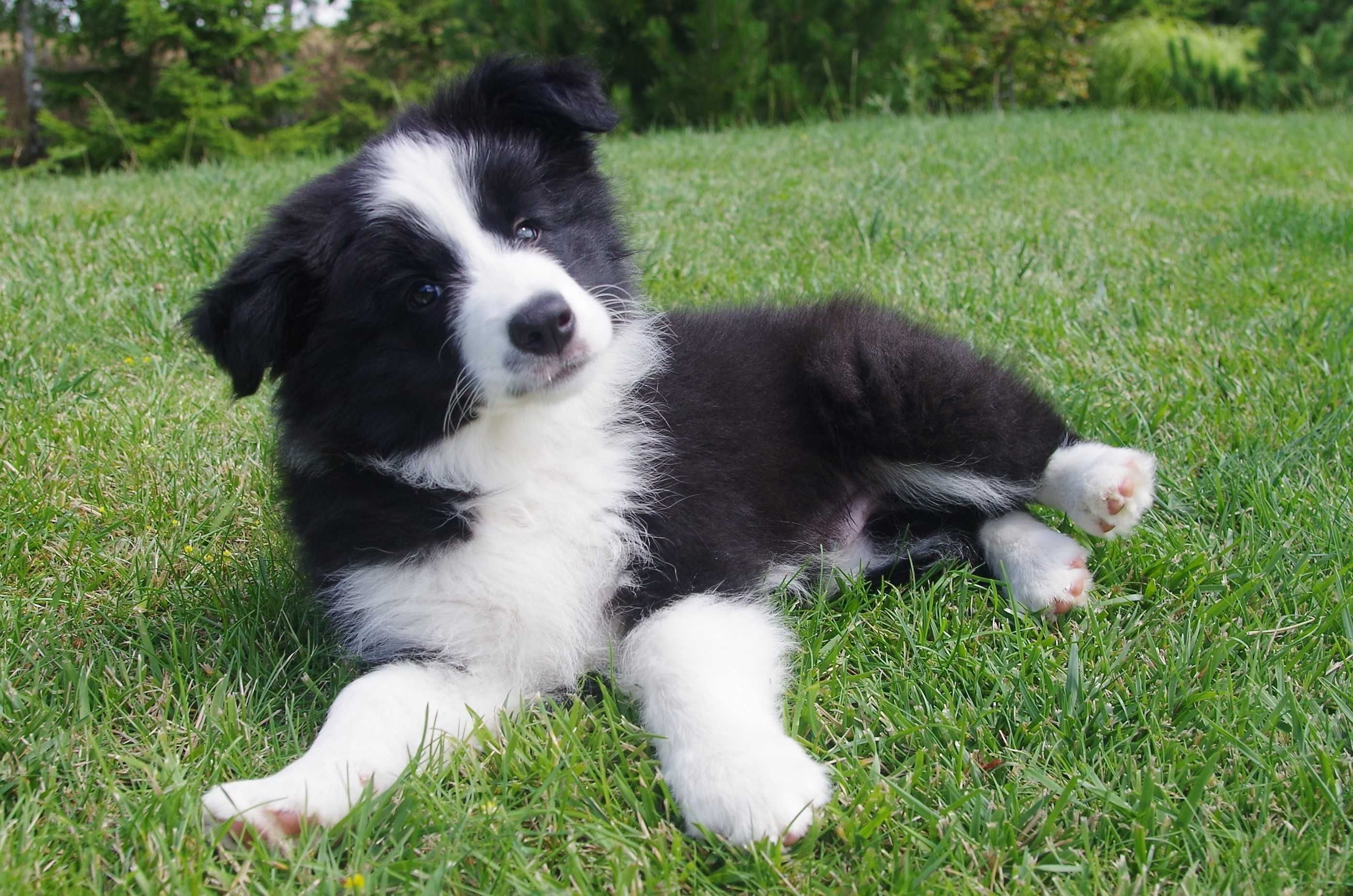 Border Collie- ZKwP/FCI śliczny piesek gotowy do odbioru