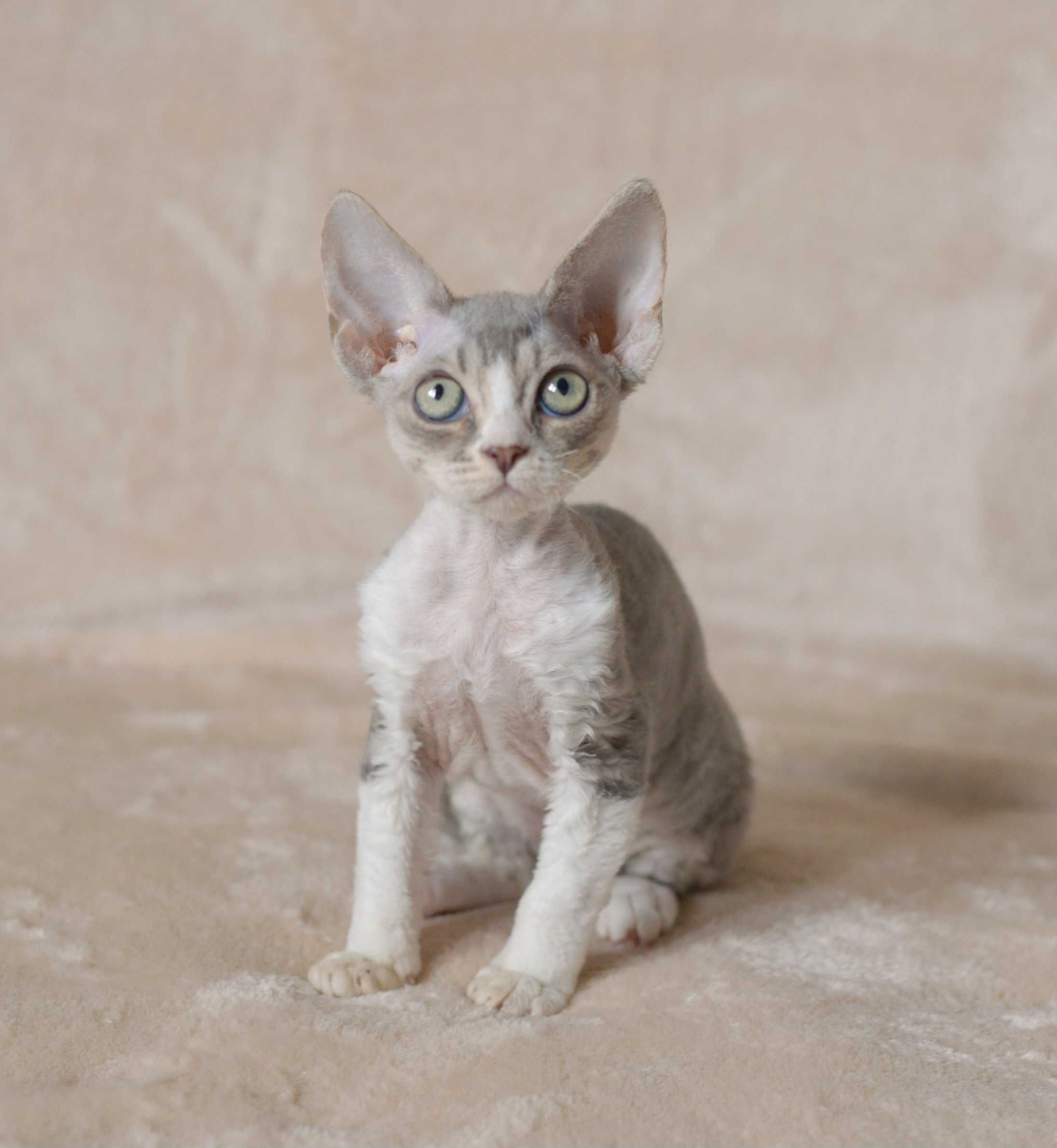Dziewczynka Devon Rex niebieska z bielą