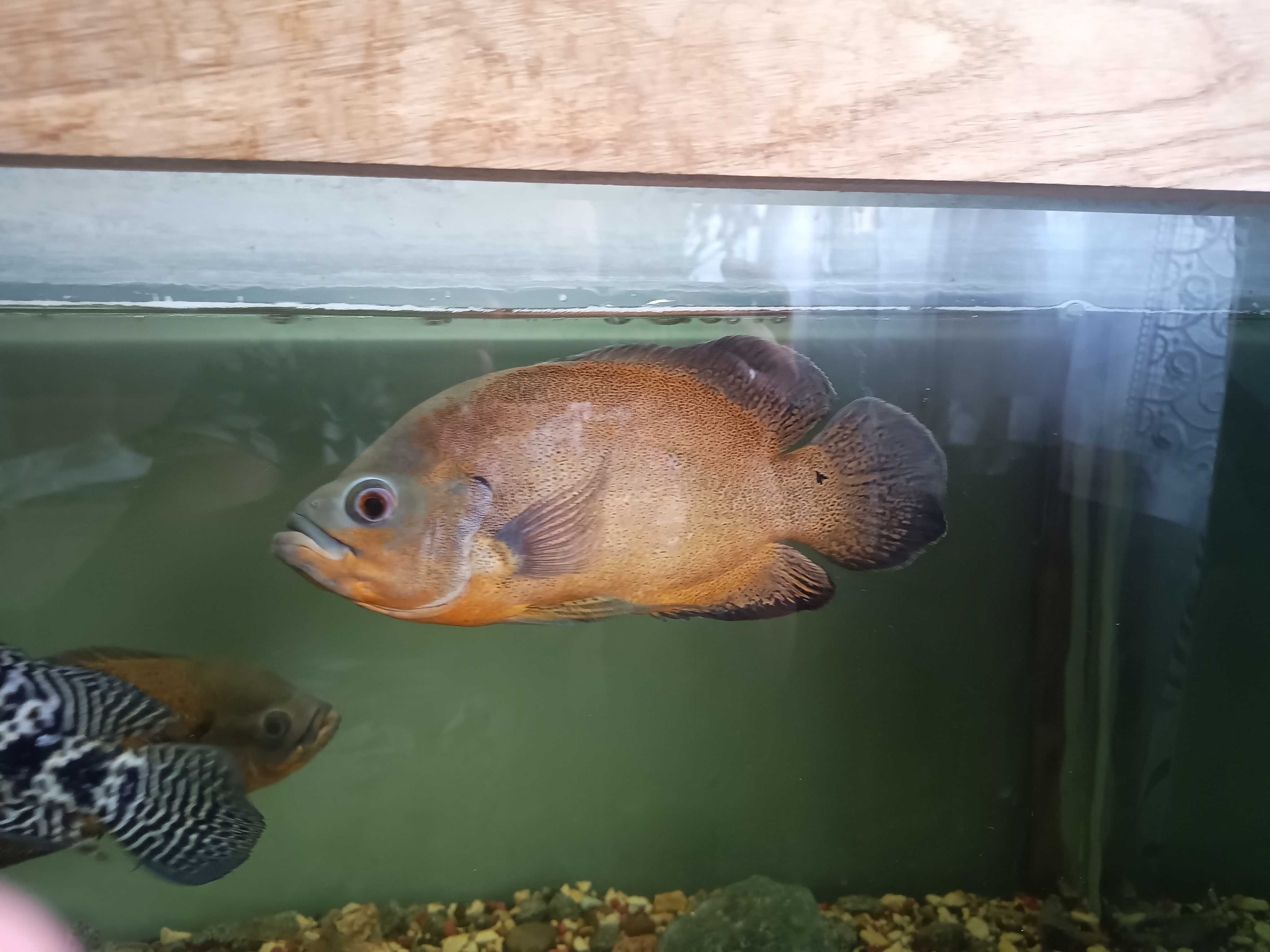 Pielęgnica Pawiooka