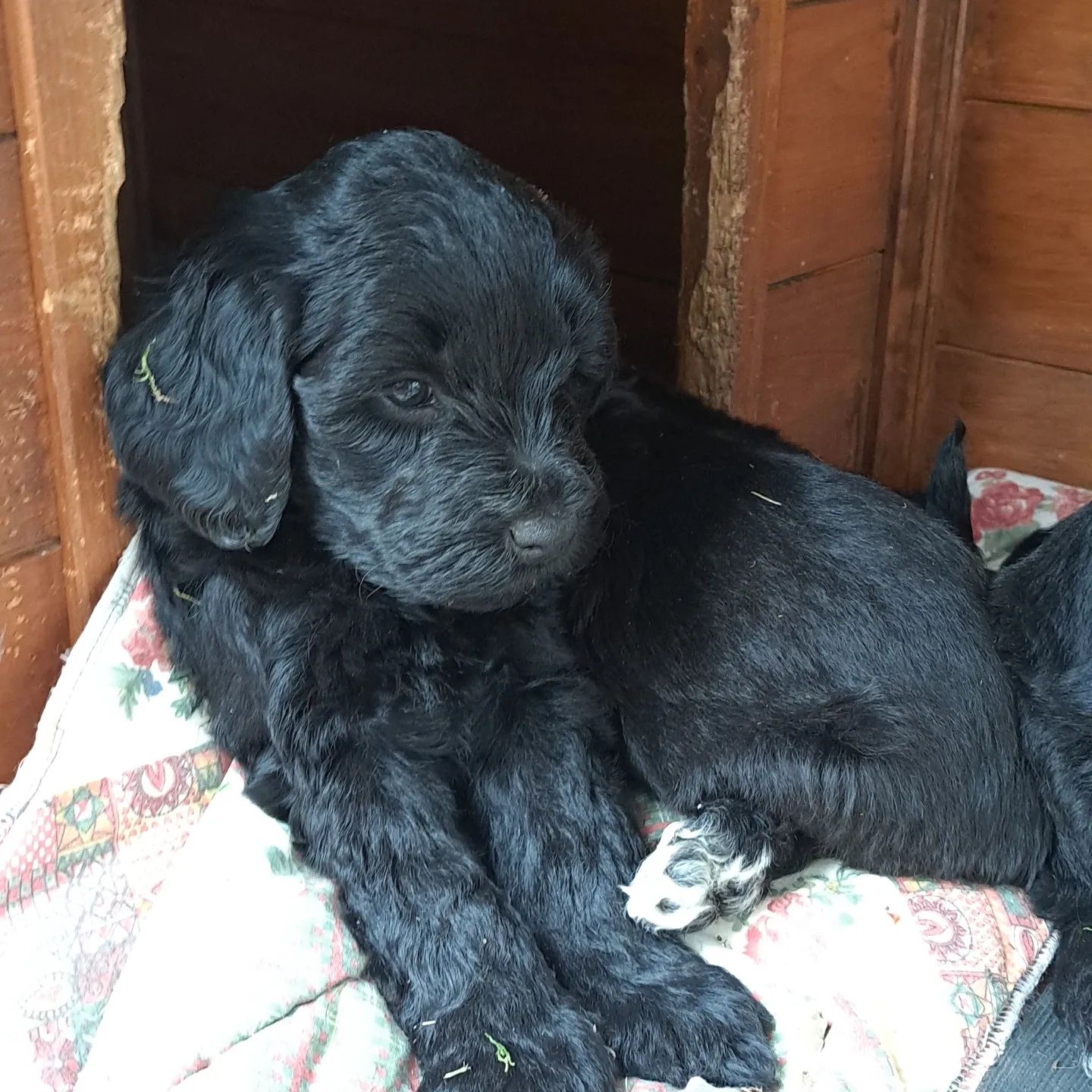 Macho Cão de Água Português com Pedigree