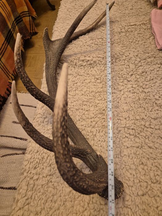 Poroże jelenia 80 cm
