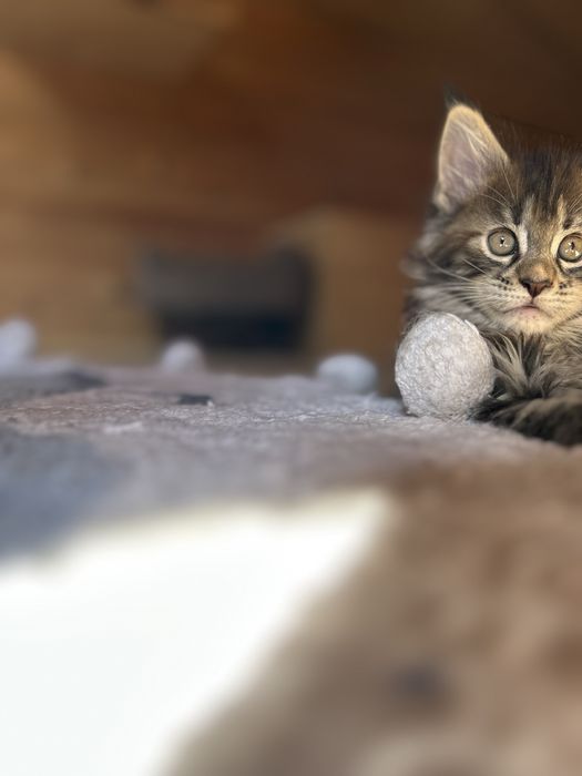 Kocur Maine Coon