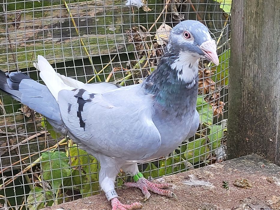 Gołębie staropolskie: para 10