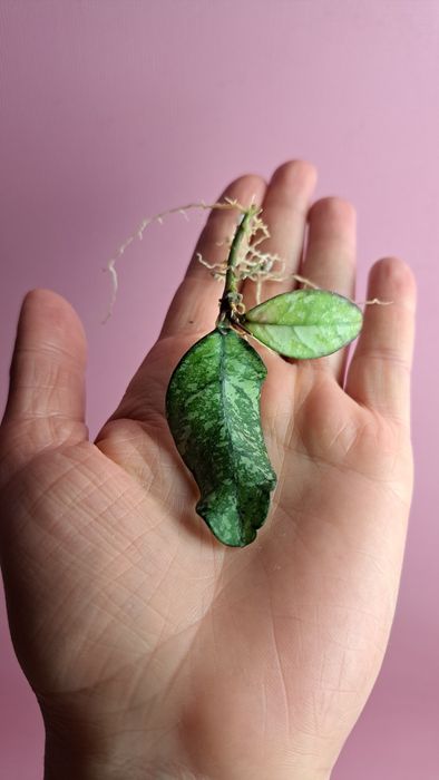 Hoya crassipetiolata splash