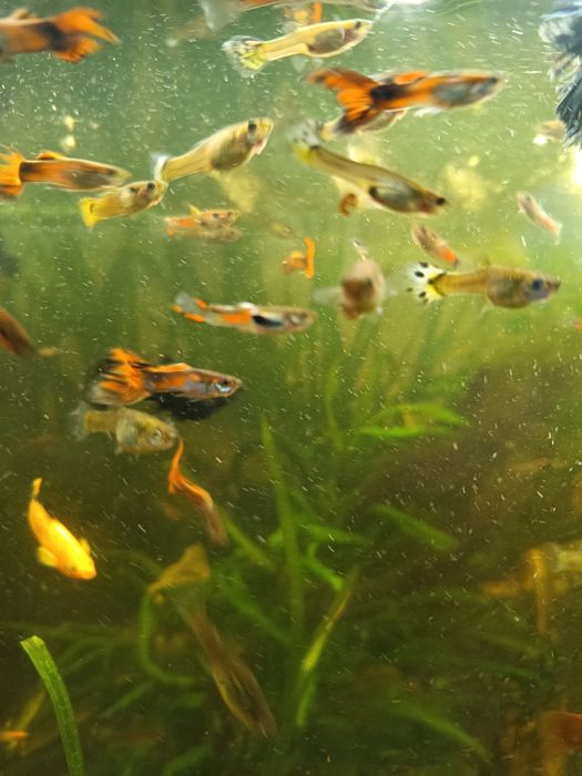 Gupiki samce i samice