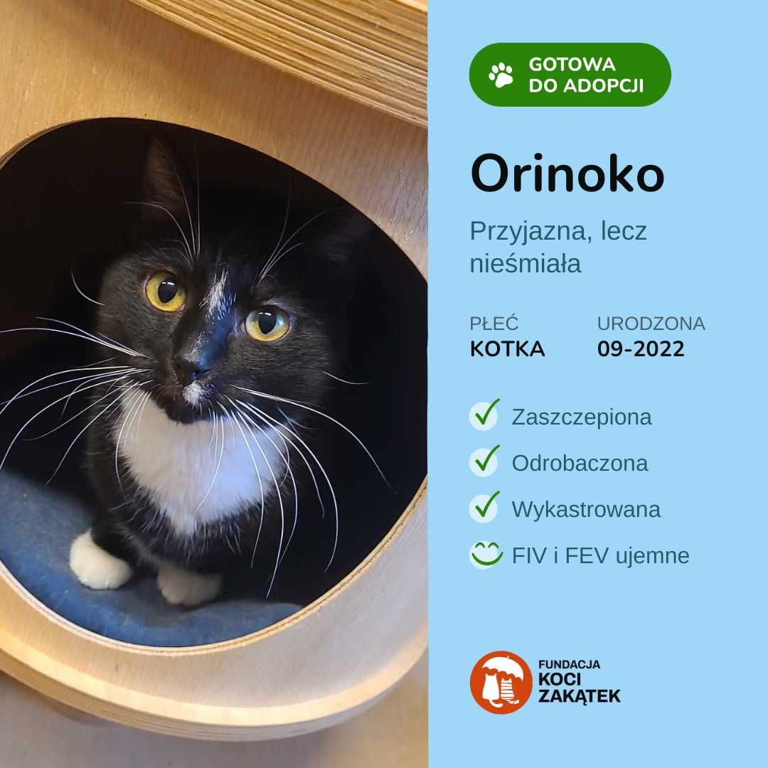 Wyjątkowa kotka Orinoko czeka na swój dom