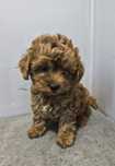 Maltipoo chłopiec