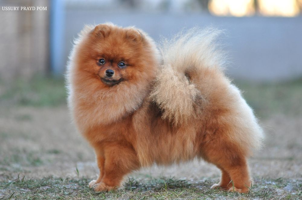 Гарна дівчинка Уссурі