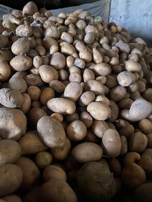 Ziemniaki smaczne z wlasnej malej uprawy