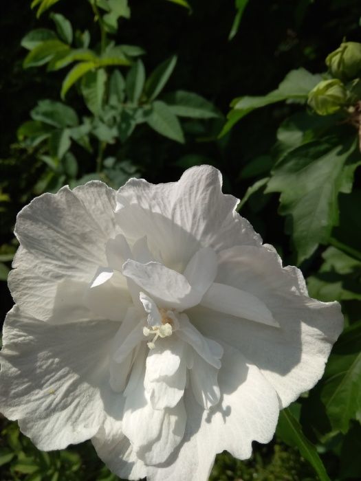 продам саджанці гібіскуса