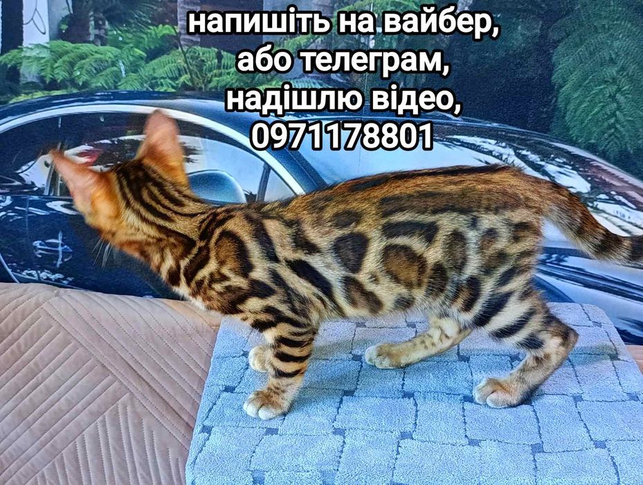 Глітерне сяйво ! Родовід WCF