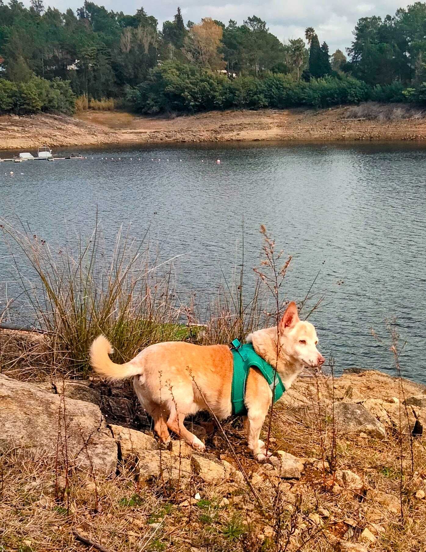 Cuido do seu melhor amigo com amor e atenção — Pet Sitting em Tomar