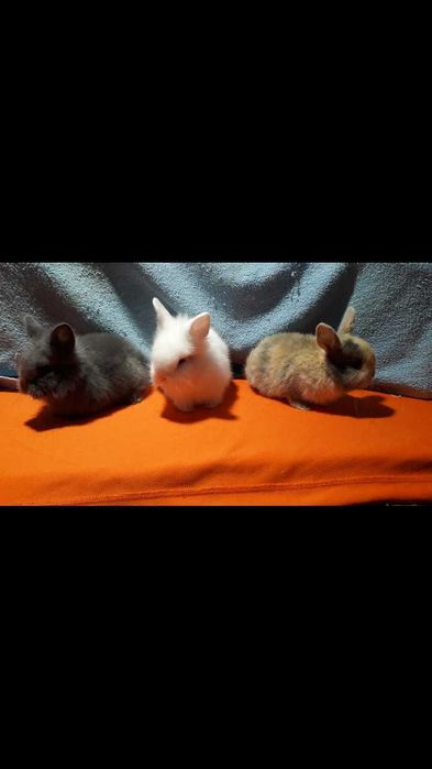 Декоративні кролики,  карликові кролики