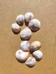Conjunto de 10 conchas