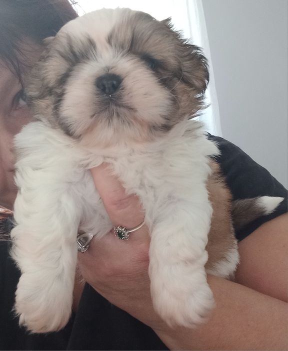Shih-Tzu przepiękny chłopak