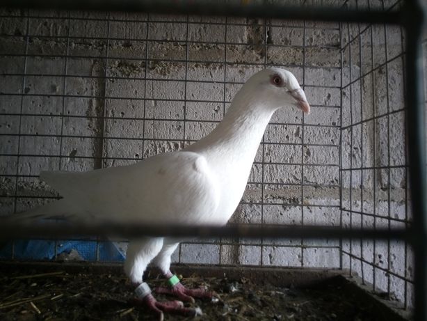 Gołębie samiec Biały Pocztowy na oku Glazer Wysyłka