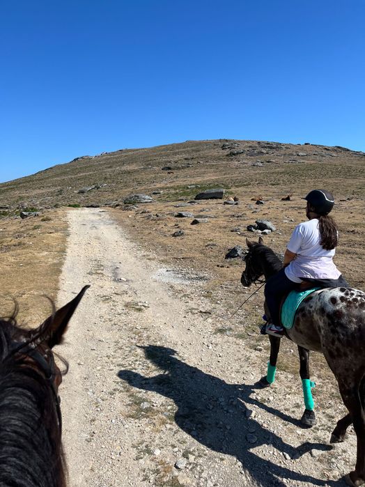 Égua appaloosa 4 anos