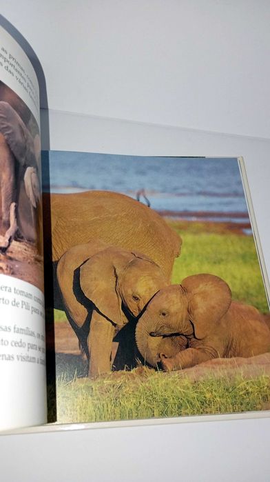 O Livro da Família dos Elefantes
