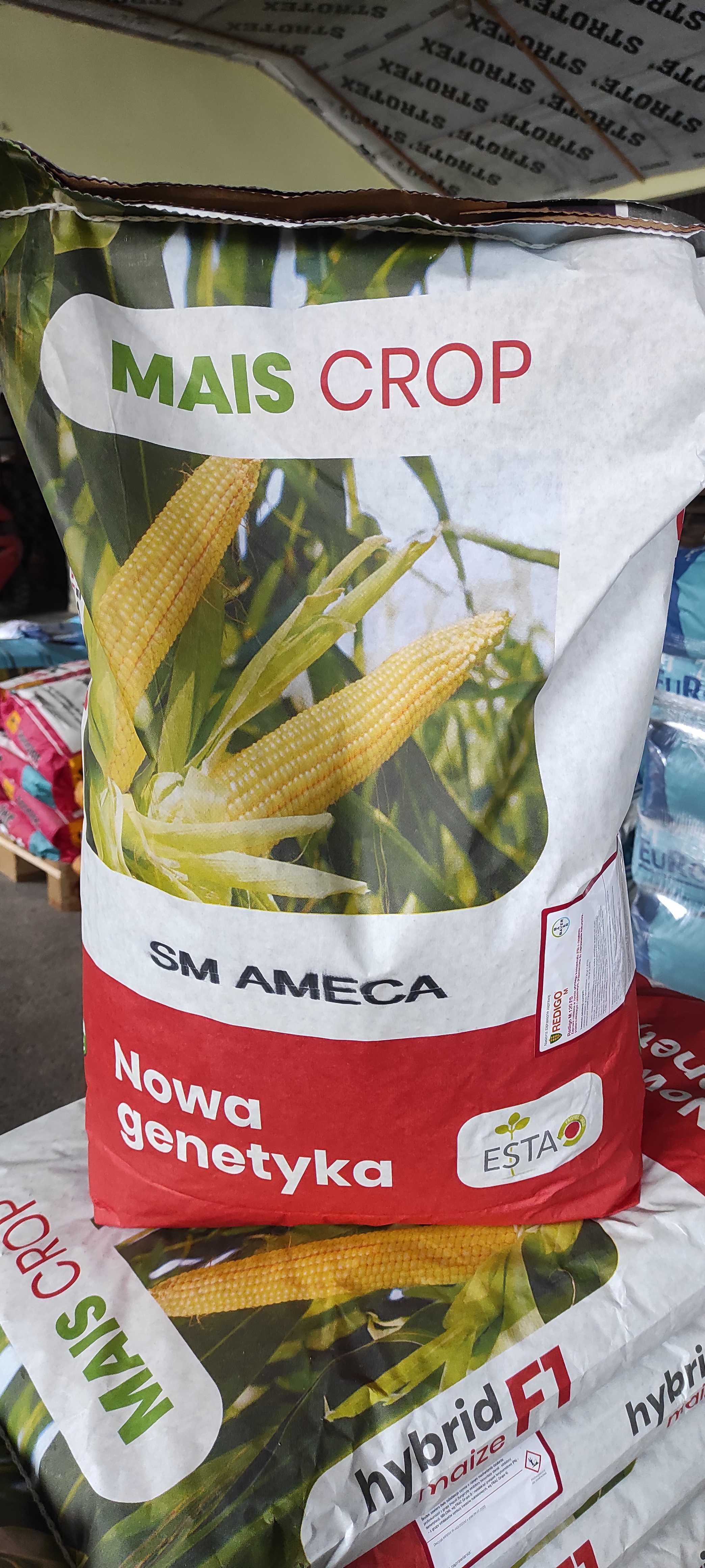 Kukurydza do siewu Ameca FAO 260  na kiszonkę