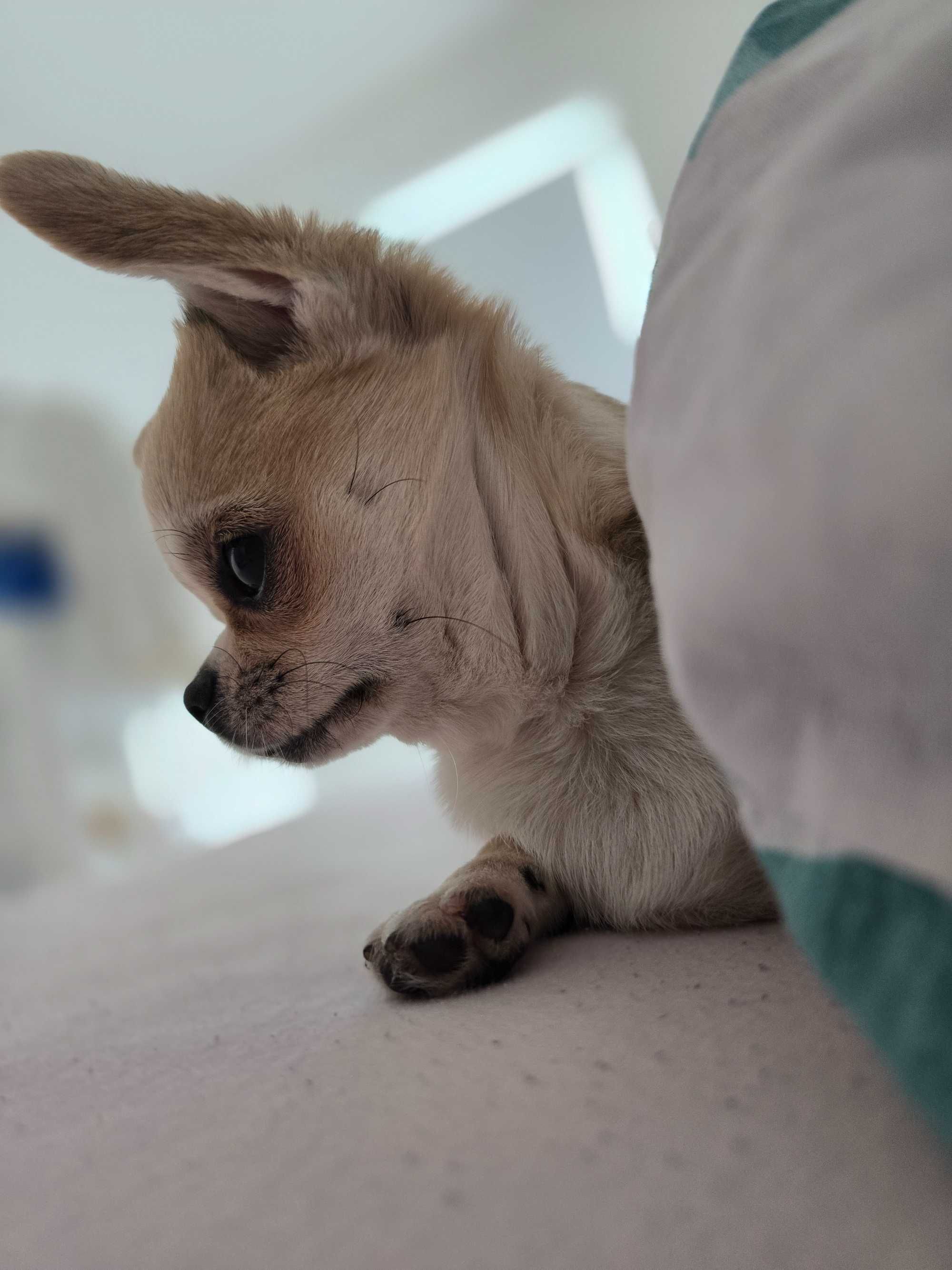 Malutka Chihuahua ZKwP FCI