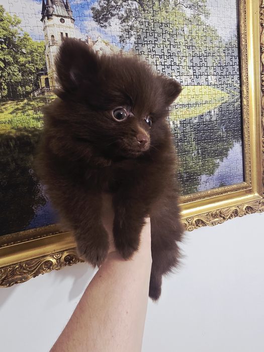 Szpic miniaturowy pomeranian
