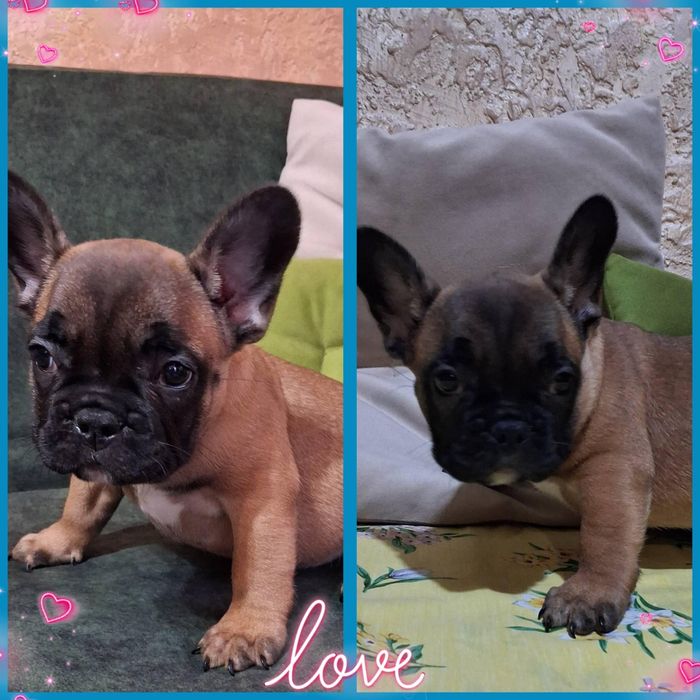 Шикарні французики