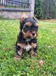 Suczka Yorkshire terrier