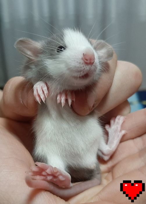 Щур, крыса, криса Дамбо Хаскі,  різні кольори  + клітка, гамак