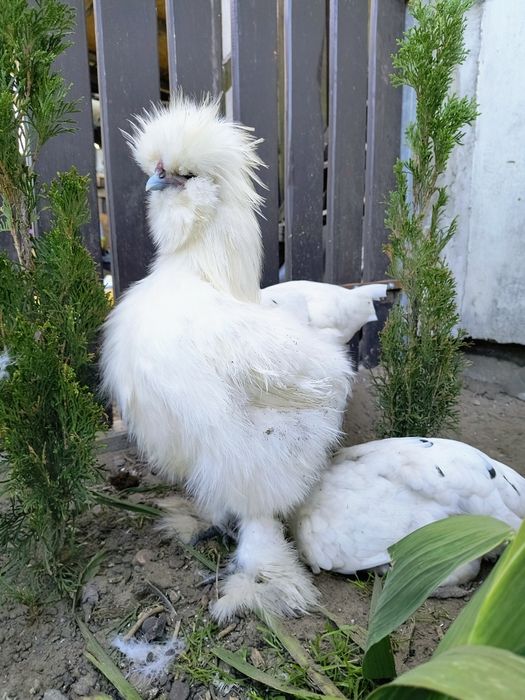 Piękne silki usa 27tyg  koguty