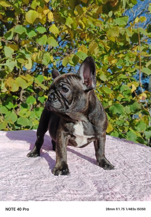 Buldog francuski marengo