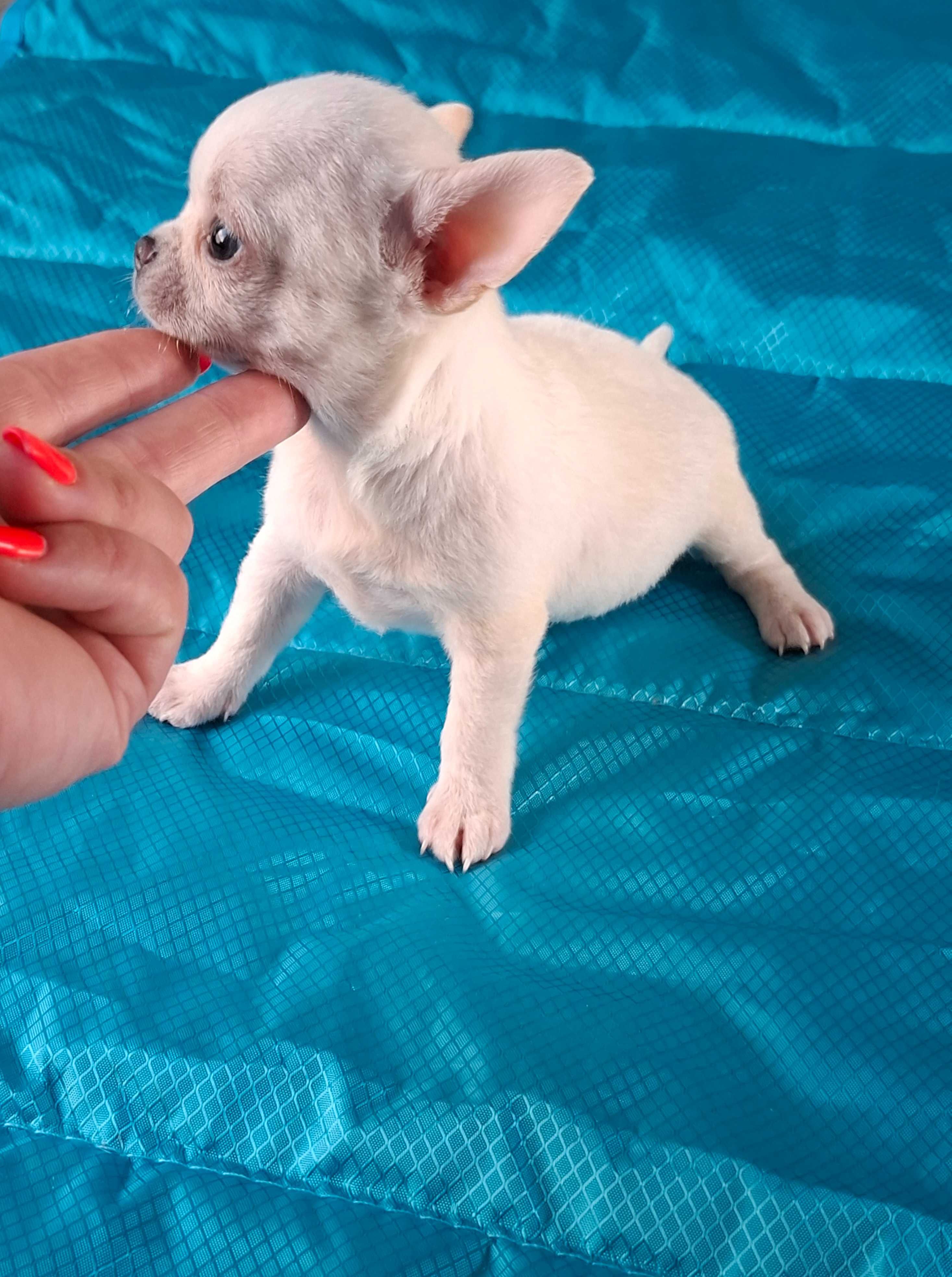 Chihuahua Miniatura