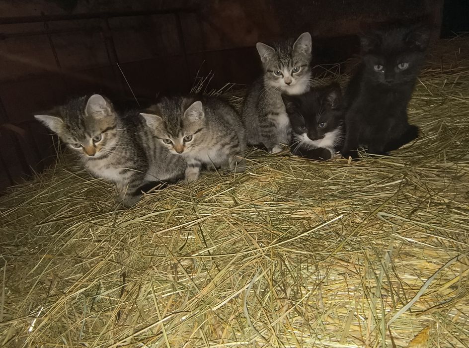 Kociaki do oddania za darmo