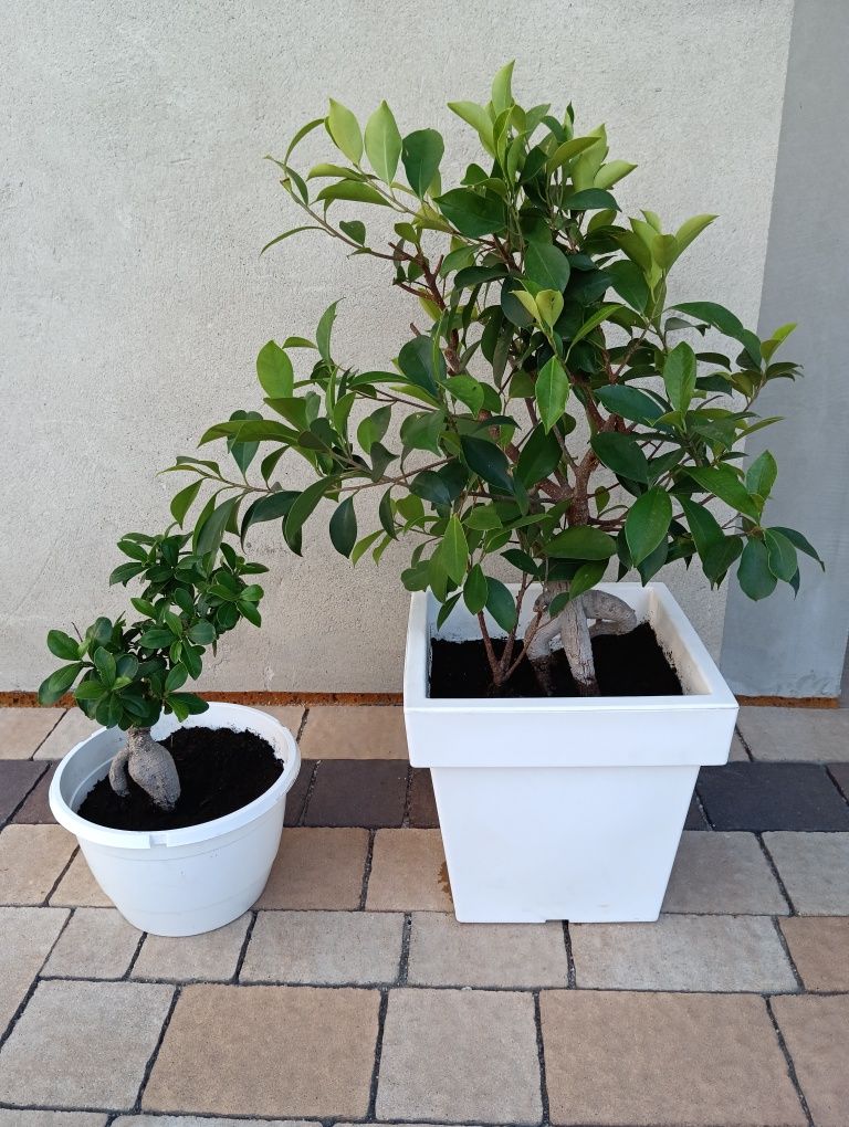 Bonsai fikus w pięknej donicy