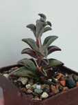 Lenophyllum guttatum variegata