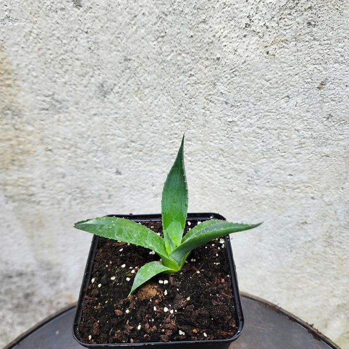 MROZOODPORNA AGAWA sadzonka Agave x gracilipes ozdobna 4 szt.