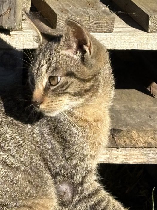 Mlody kocurek do adopcji