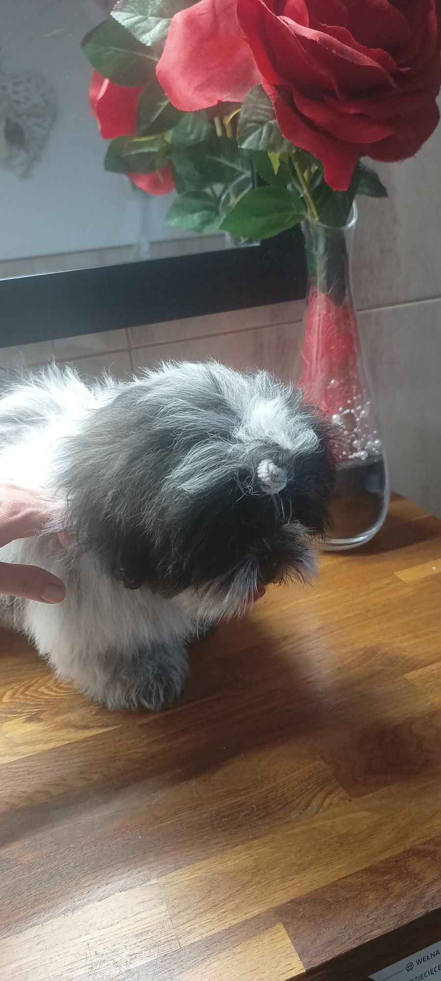 Mal shi, komplet szczepień ( shih tzu, maltańczyk)